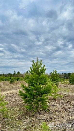 Сосна Обыкновенная саженцы с доставкой