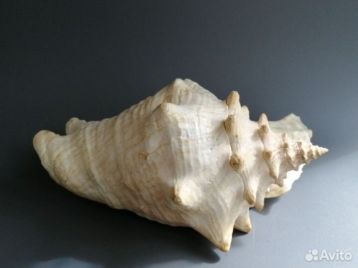 Ракушка морская большая