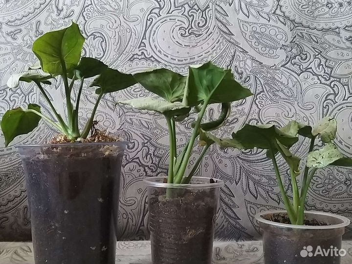 Сингониум серый призрак