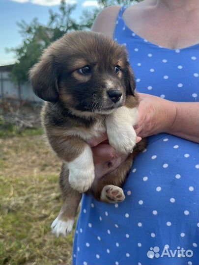 Щеночки в добрые руки