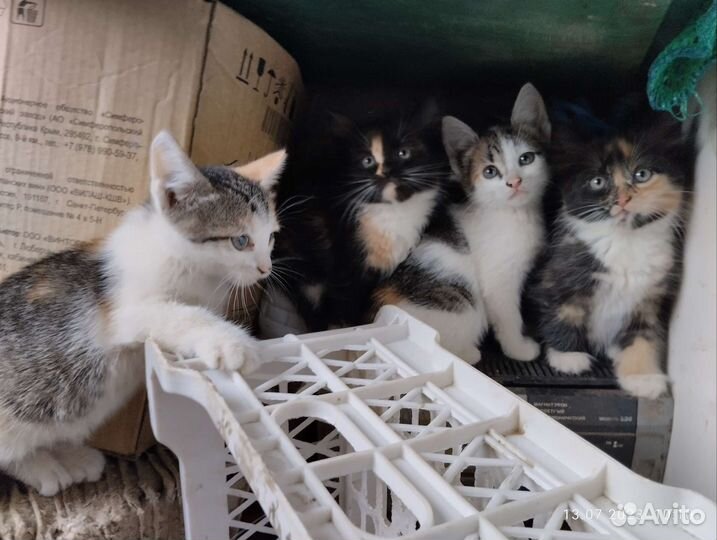 Кошки бесплатно