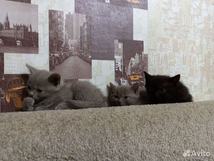 Кошки