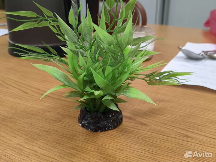 Декоративные растения в аквариум