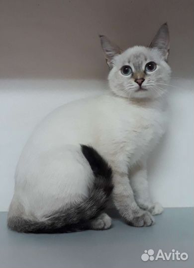 Кошка в дар бесплатно