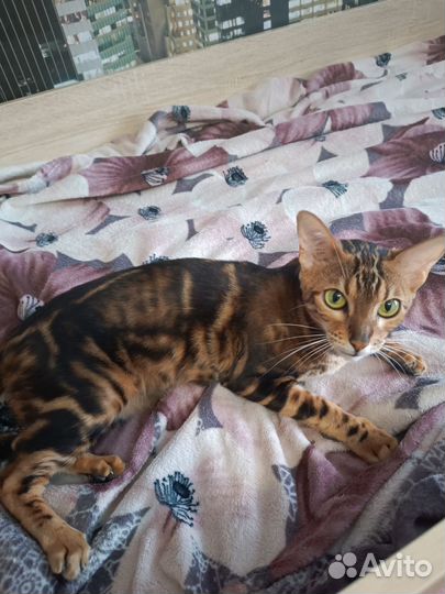 Бенгальская кошка в добрые руки