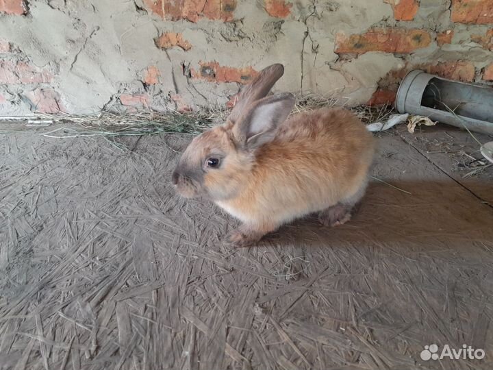Кролики