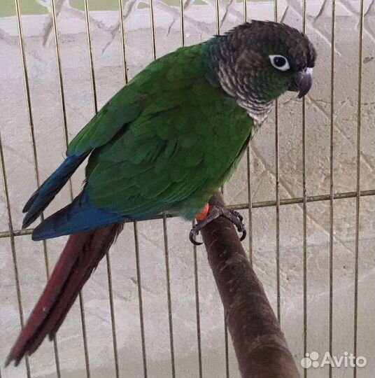 Попугаи пиррура