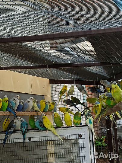 Кореллы и волнистые попугаи