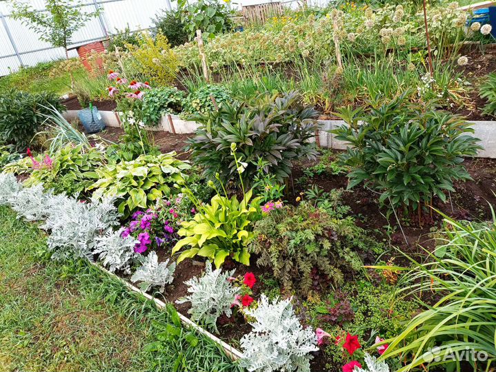 Цветы многолетники