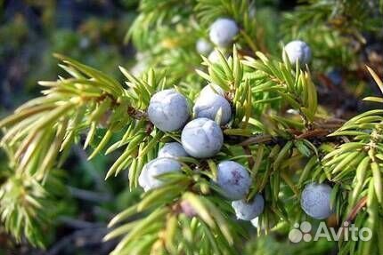 Можжевельник Блю Эрроу с шишкоягодами