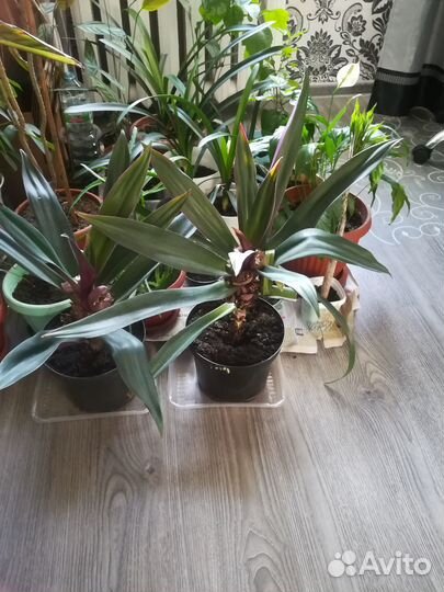 Комнатные растения