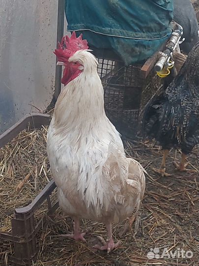 Петухи молодые