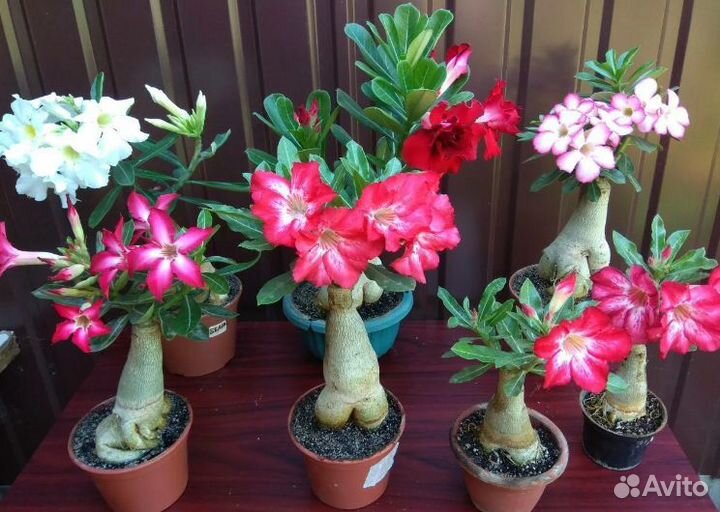 Адениум Обессум/Тучный (семена)
