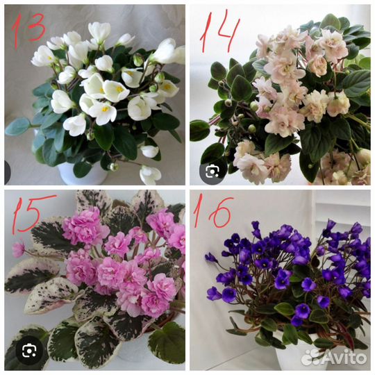 Фиалки трейлеры