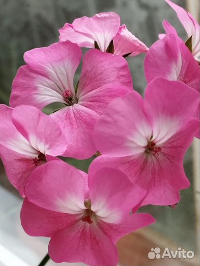 Герань пеларгония