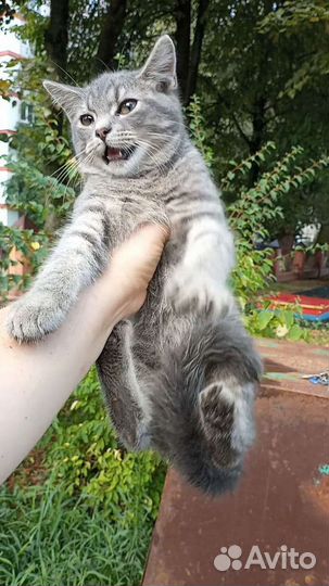 Котенок