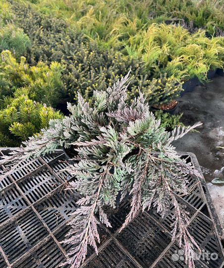 Саженцы хвойных растений