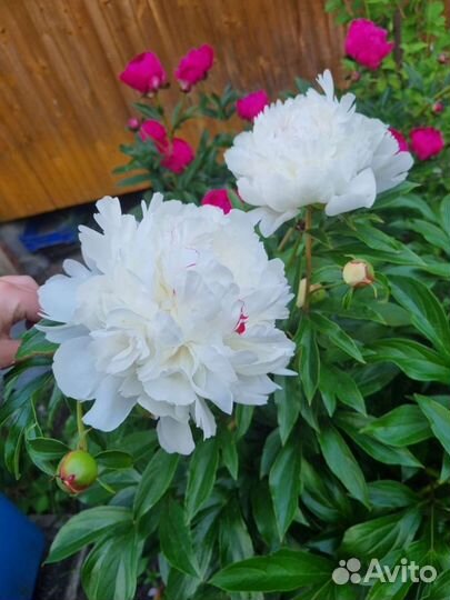 Пионы сортовые саженцы