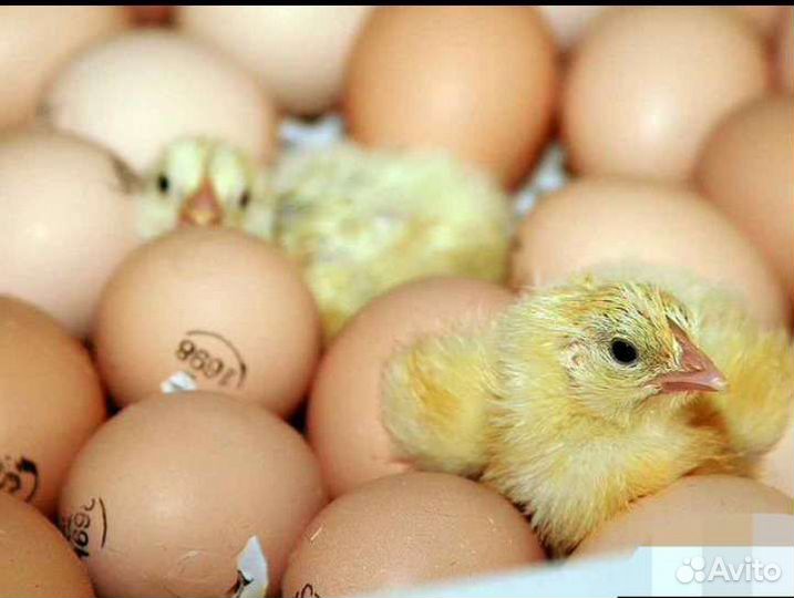 В наличии суточные цыплята бройлера Кобб 500