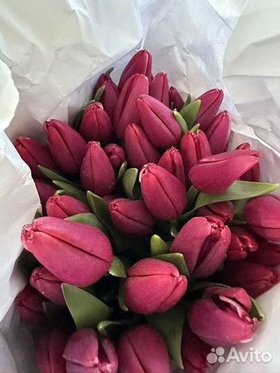 Тюльпаны крупные, большой бутон, длинная ножка