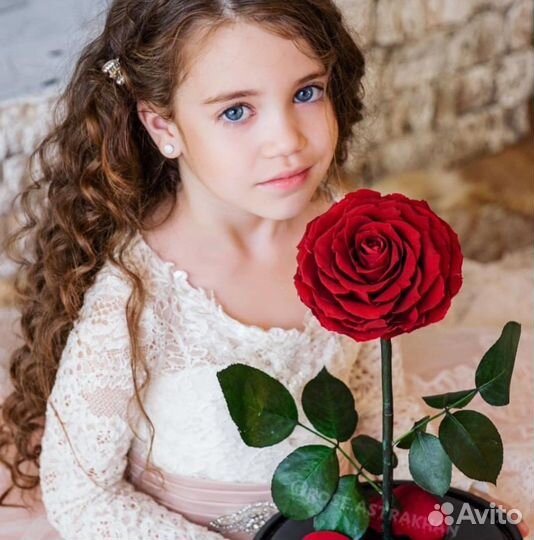 Живая роза в колбе