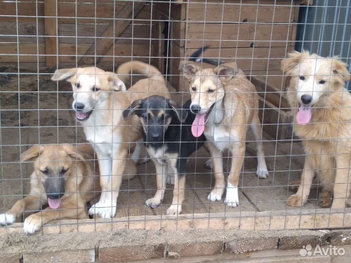 Щенки в добрые руки