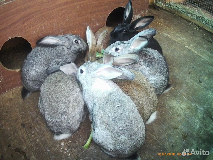 Кролики мясных пород