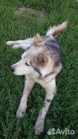 Аляскинский маламут