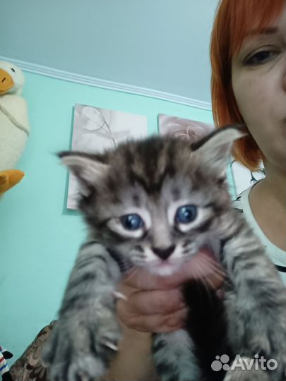 Кошка в дар бесплатно