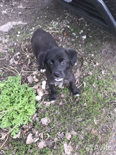 Собака в добрые руки даром