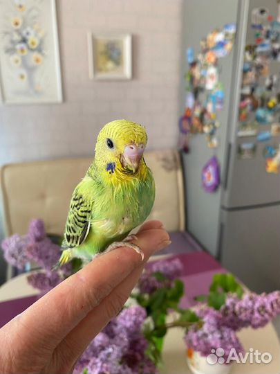 Попугаи ручные, выкормыши волнистики