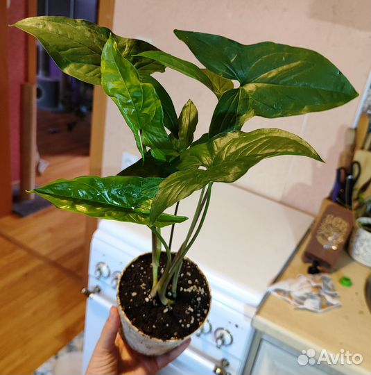 Сингониум Империал