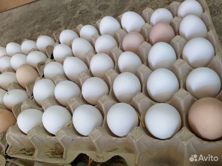 Домашние куриные яйца