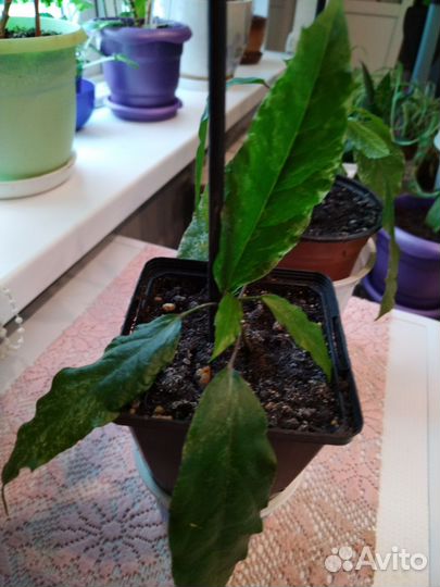 Комнатные цветы