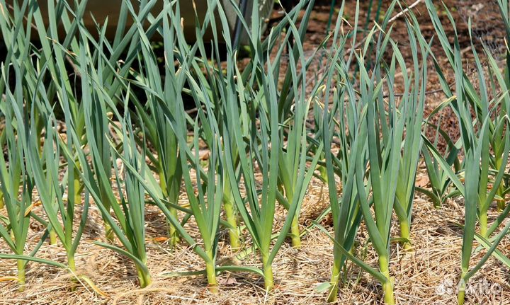 Инвестор в прибыльный бизнес