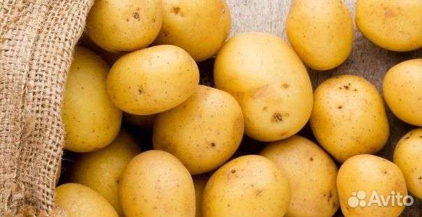 Семенной картофель