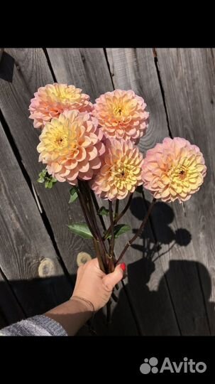 Георгины клубни