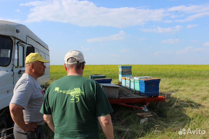 Мёд оптом, своя пасека, от 1 кг - Электросталь