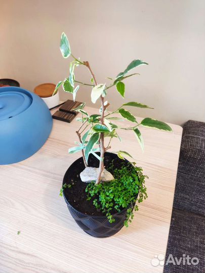 Солейролия (Гелксина) обмен/продажа