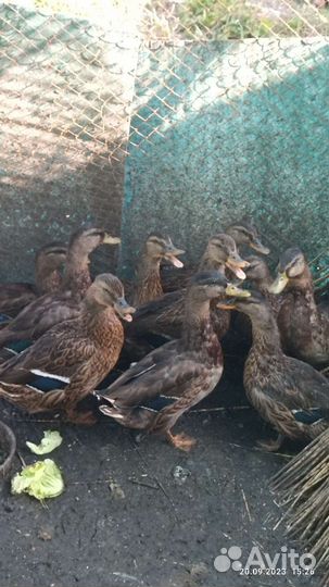 Утки подсадные для охоты