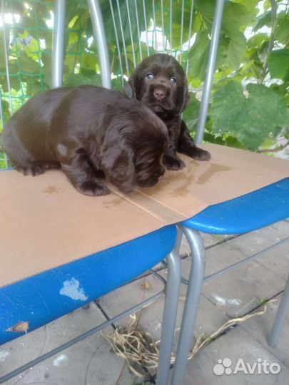 Щенки кокер спаниеля