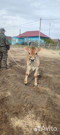 Бычок домашний