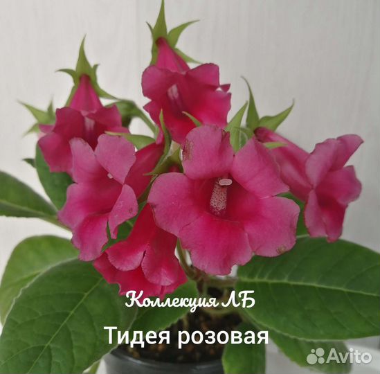 Глоксиния тидея