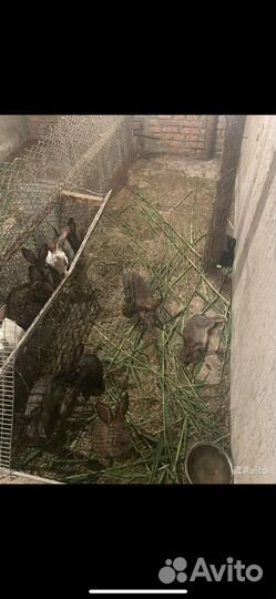 Кролики мясных пород