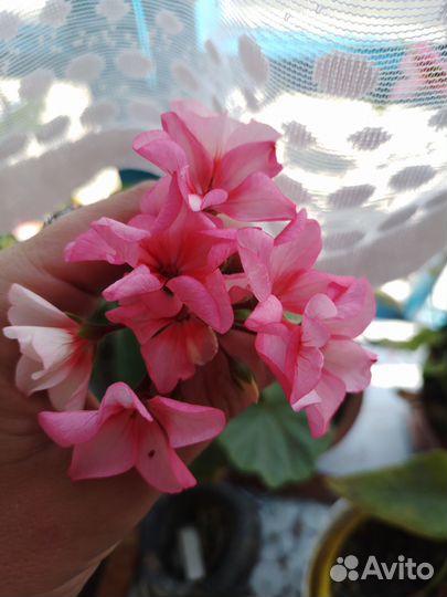 Комнатные цветы