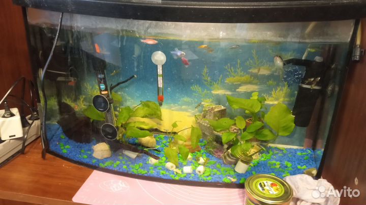 Аквариум на 50 литров