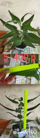 Каланхоэ лечебное