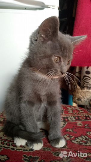 Шотландские прямоухие котята мальчики