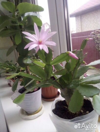 Комнатные растения