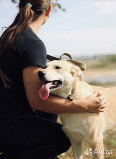 Добрая собака